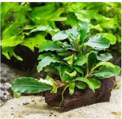 Misirlis Aquarium Bucephalandra 16750 Misirlis Aquarium Bucephalandra 16750