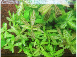 Misirlis Aquarium Hygrophila Polysperma 11410 Misirlis Aquarium Hygrophila Polysperma 11410
