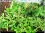 Misirlis Aquarium Lebende Aquariumspflanze Hygrophila polysperma 11410