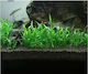 Misirlis Aquarium Lilaeopsis Live Aquarium Plant 11729