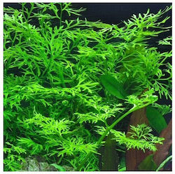 Misirlis Aquarium Live Aquarium Plant 10759