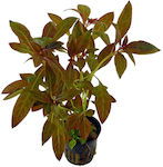 Tropica Lebende Aquariumspflanze Ludwigia Palustris 12274