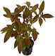 Tropica Ludwigia Palustris Live Aquarium Plant