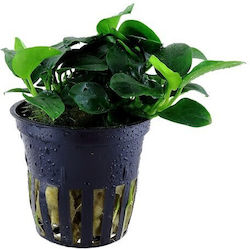 Tropica Anubias Petite Potted