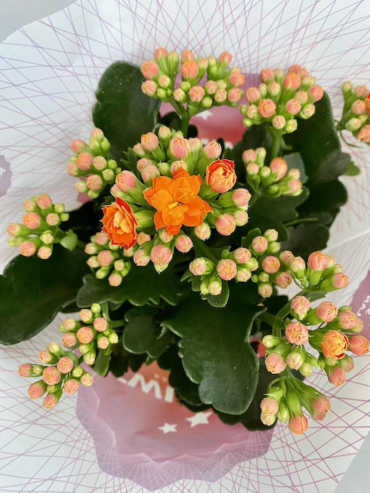 Kalanchoe Calandiva Twinkly