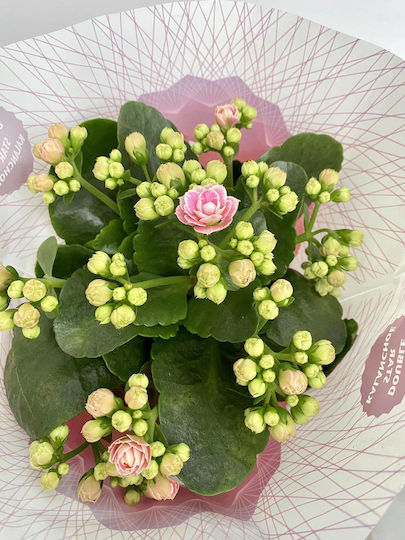 Kalanchoe Calandiva Twinkly
