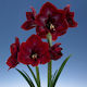 Grand Diva Amaryllis Bulb