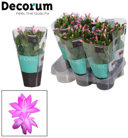 Geduld Schlumbergera Rosa Premium 25+
