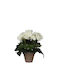 Supergreens Artificial Plant in Small Pot Begonia White 25cm 1pcs
