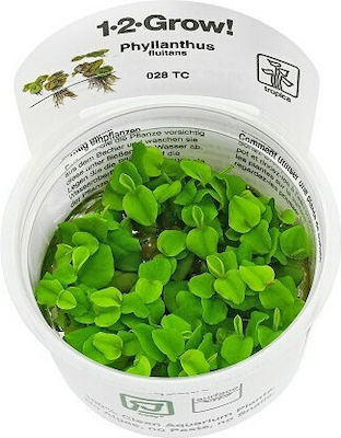 Tropica Phyllanthus Fluitans 1-2-Grow