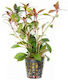 Tropica Ludwigia Repens Rubin
