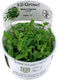 Tropica Staurogyne Repens 1-2-Grow!