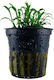 Tropica Cryptocoryne Parva Potted Cryptocoryne Nevilli Live Aquarium Plant