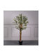 Ελιά Εξωτερικού Χώρου 130cm Supergreens