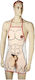 Out of the Blue Penis Apron Kitchen Sexy Δώρο Apron with Plush Penis LC-4029811243020