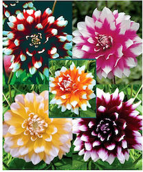 Gemma S23 Dahlia Bulb Bordeaux 11-Λ02-0532