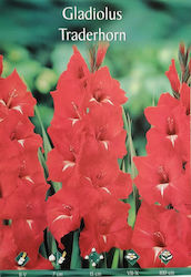 Gemma S6 Gladiolus Bulb Red