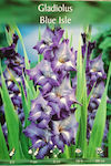 Gemma S6 Gladiolus Bulb Purple