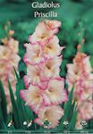 Gemma S6 Bulb Gladiolusς Pink