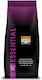 Pitti Caffe Espresso Kaffee Essential Bohnen 1kg