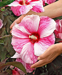 HIBISCUS Kopper King PACKET 1 BULB