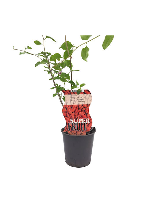 Goji Berry - Plant in a pot!