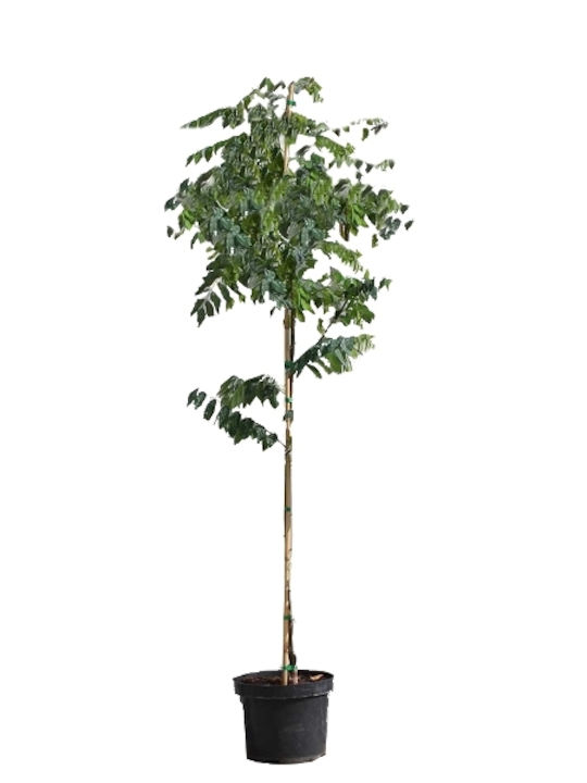 OEM Akazie Robinienbaum (Robinia pseudoacacia) - 25 lt - 125/150