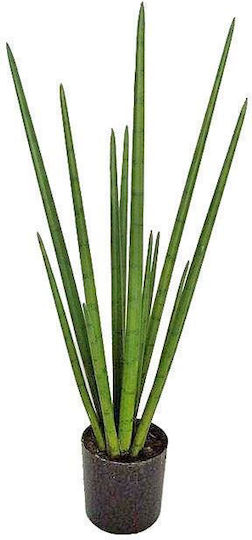 Yucca Растение В Саксия 70см Zaros