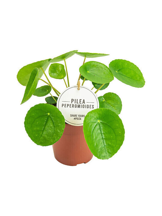 "Pilea" Pilea Peperomioides