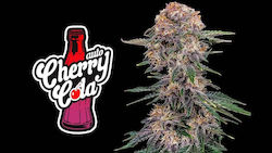 Fast Buds Cherry Cola - 3 seeds