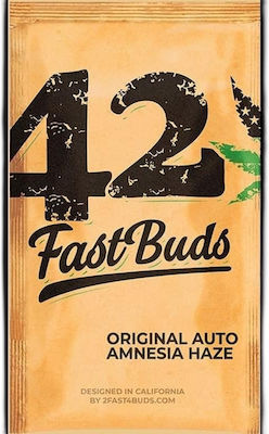 Fast Buds Original Amnesia Haze Auto 1 seed