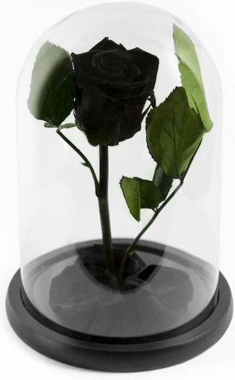 Пантотино Роза Черна в Гяла Aleiferopoulos Flowers Пантотино Роза Черна в Гяла Aleiferopoulos Flowers