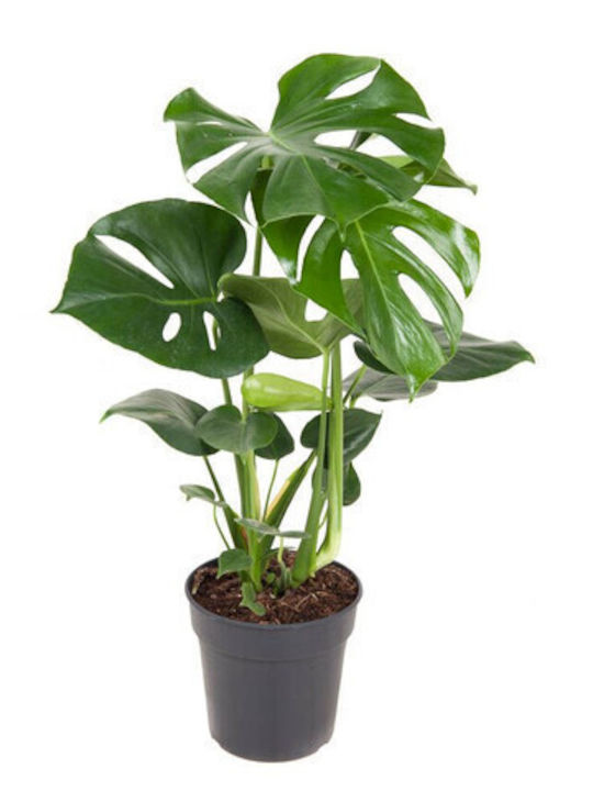 Monstera