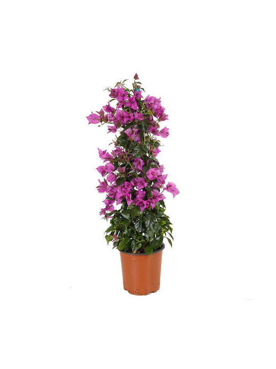 OEM Bougainvillea - 30 lt - 250/300