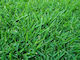 Bermuda grass 500gr (Agriada)