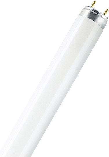 Ledvance Leuchtstofflampe für Fassung G13 mit Form T8 30W