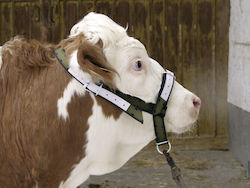 Kerbl Halter
