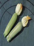 F1 Seeds Pumpkinς Zucchini 250pcs