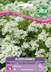 Seeds Sweet Alyssum 20pcs White