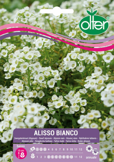 Seeds Sweet Alyssum 20pcs White