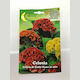 Primasem Samen Celosia