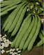 Geniki Fytotechniki Athinon Seeds Bean Nassau 5kg