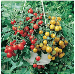 Γενική Φυτοτεχνική Αθηνών Seeds Tomatoς