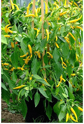 Geniki Fytotechniki Athinon Seeds Peppers Spicy Yellow 10pcs