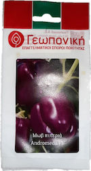 Geoponiki Samen Paprika Andromeda Lila 10Stück