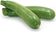 Syngenta Samen Kürbisς Zucchini Ortano