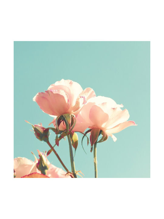 Walls Αφίσα Rosen in der Sonne 20x20cm