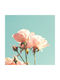 Walls Αφίσα Rosen in der Sonne 20x20cm