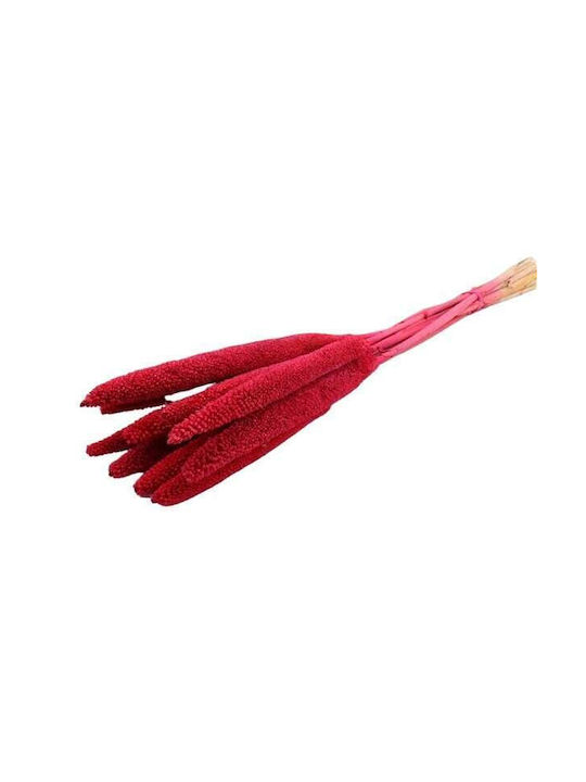 Dried Plant Fuchsia 1pcs