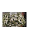 Bouquet of Artificial Flowers Daisy Pink 1pcs